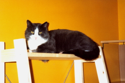 Purzel