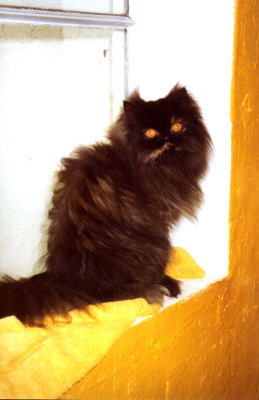 Dina