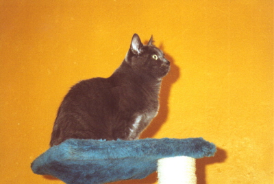 Max
